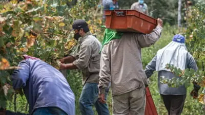 Munca ilegală în Italia: 15 români plătiți cu 2 euro pe oră declanșează anchetă parlamentară